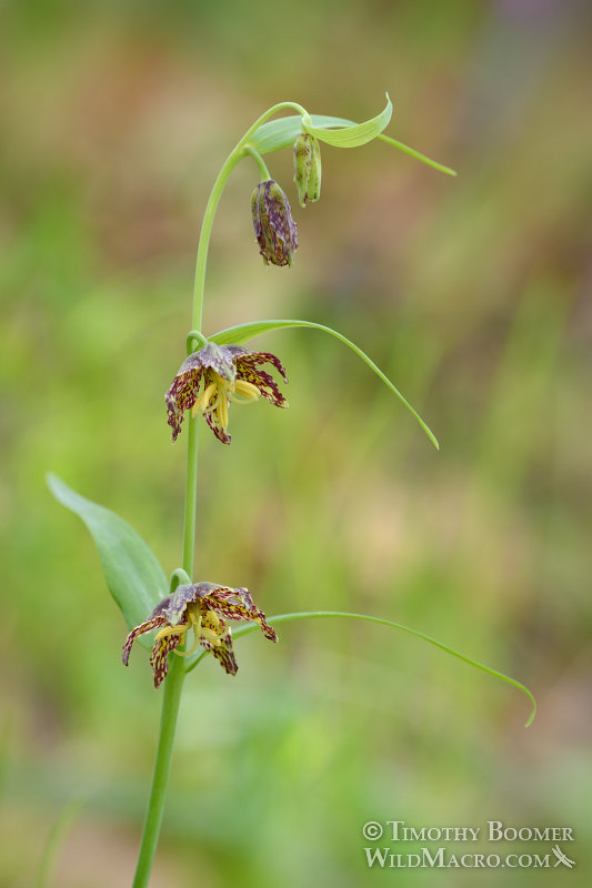 Checker lily (Fritillaria affinis). Lake Berryessa, Napa County, California, USA. Stock Photo ID=PLA0460 Checker lily (Fritillaria affinis). Lake Berryessa, Napa County, California, USA. Stock Photo ID=PLA0460