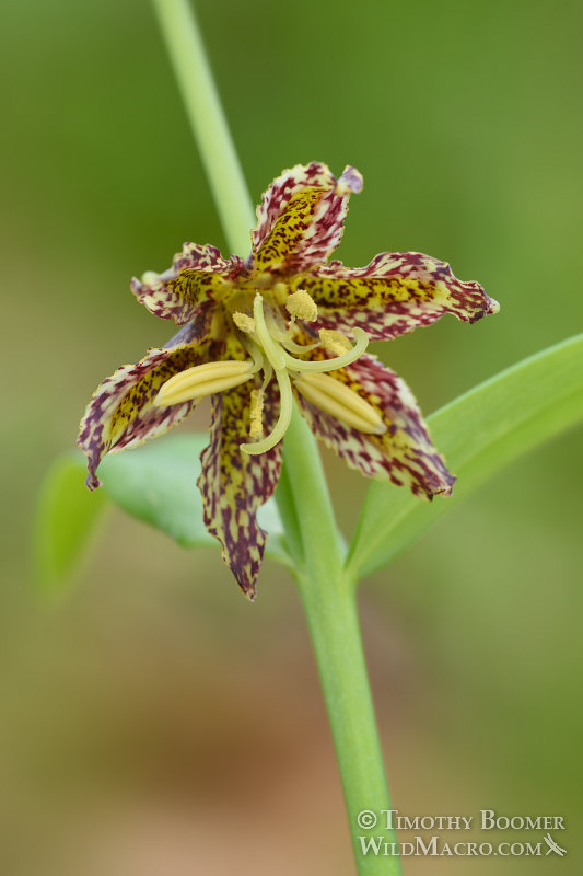 Checker lily (Fritillaria affinis). Lake Berryessa, Napa County, California, USA. Stock Photo ID=PLA0462 Checker lily (Fritillaria affinis). Lake Berryessa, Napa County, California, USA. Stock Photo ID=PLA0462