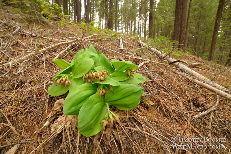 Clustered lady's slipper (Cypripedium fasciculatum), documentary view [horizontal].  Plumas National Forest, Sierra Nevada, Plumas County, California, USA.  Stock Photo ID=PLA00562