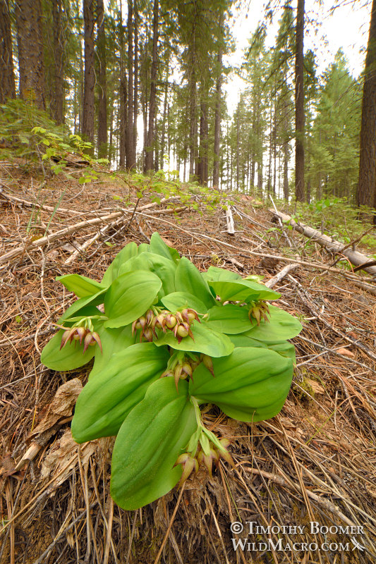 Clustered lady's slipper (Cypripedium fasciculatum), documentary view [vertical].  Plumas National Forest, Sierra Nevada, Plumas County, California, USA.  Stock Photo ID=PLA00563