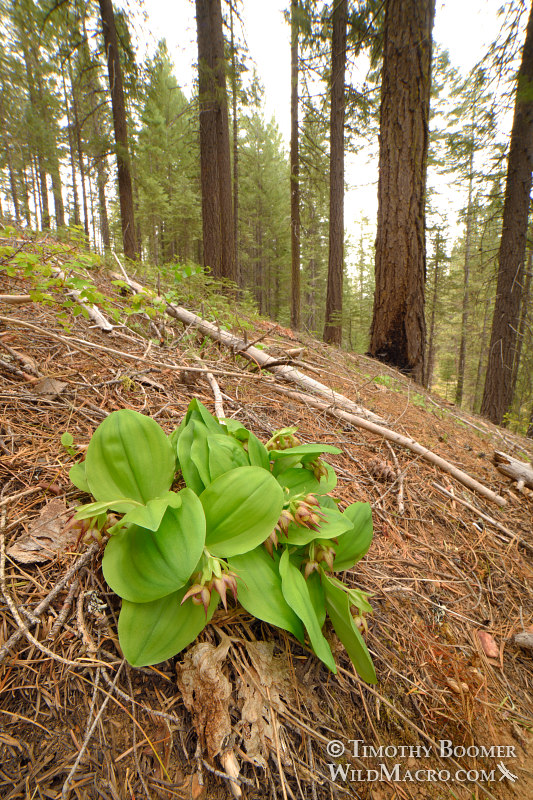 Clustered lady's slipper (Cypripedium fasciculatum), environmental shot. Plumas National Forest, Sierra Nevada, Plumas County, California, USA. Stock Photo ID=PLA00564 Clustered lady's slipper (Cypripedium fasciculatum), environmental shot. Plumas National Forest, Sierra Nevada, Plumas County, California, USA. Stock Photo ID=PLA00564