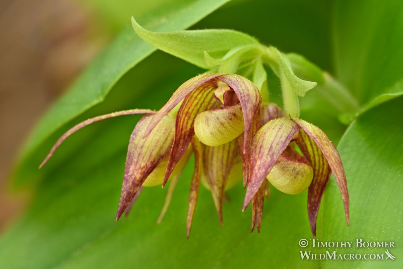 Clustered lady's slipper (Cypripedium fasciculatum). Plumas National Forest, Sierra Nevada, Plumas County, California, USA. Stock Photo ID=PLA00565 Clustered lady's slipper (Cypripedium fasciculatum). Plumas National Forest, Sierra Nevada, Plumas County, California, USA. Stock Photo ID=PLA00565