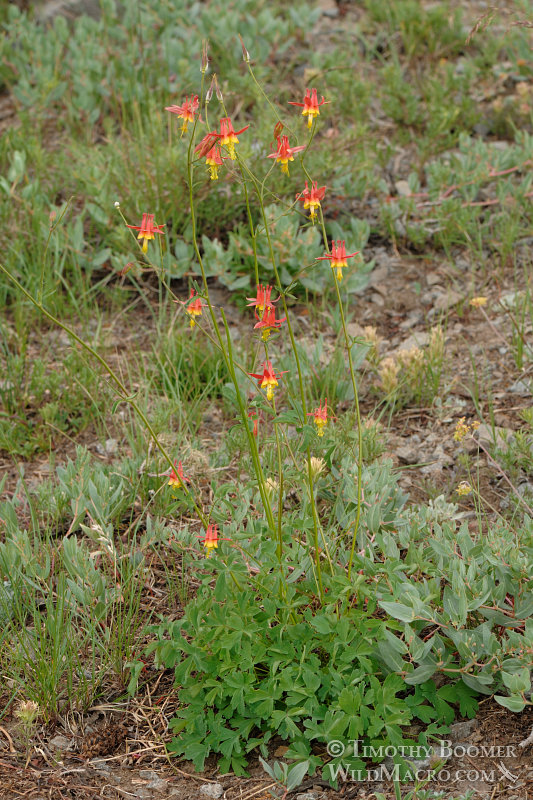 Crimson columbine (Aquilegia formosa). Carson Pass, Eldorado National Forest, Alpine County, CA. Stock Photo ID=PLA0164 Crimson columbine (Aquilegia formosa). Carson Pass, Eldorado National Forest, Alpine County, CA. Stock Photo ID=PLA0164