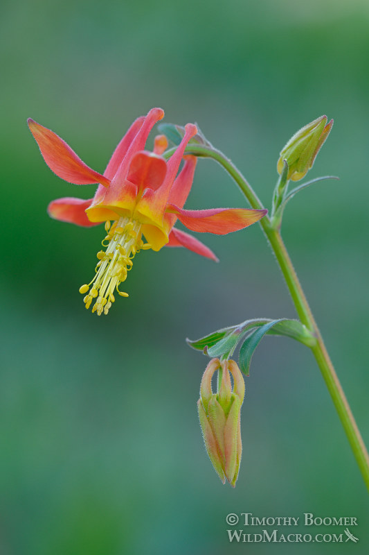 Crimson columbine (Aquilegia formosa). Carson Pass, Eldorado National Forest, Alpine County, CA. Stock Photo ID=PLA0260 Crimson columbine (Aquilegia formosa). Carson Pass, Eldorado National Forest, Alpine County, CA. Stock Photo ID=PLA0260
