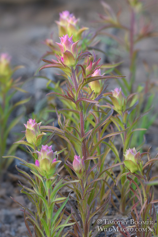 Cryptantha owl's clover (Orthocarpus cuspidatus ssp. cryptanthus).  Carson Pass, Eldorado National Forest, Sierra Nevada, Alpine County, California, USA. Stock Photo ID=PLA0513