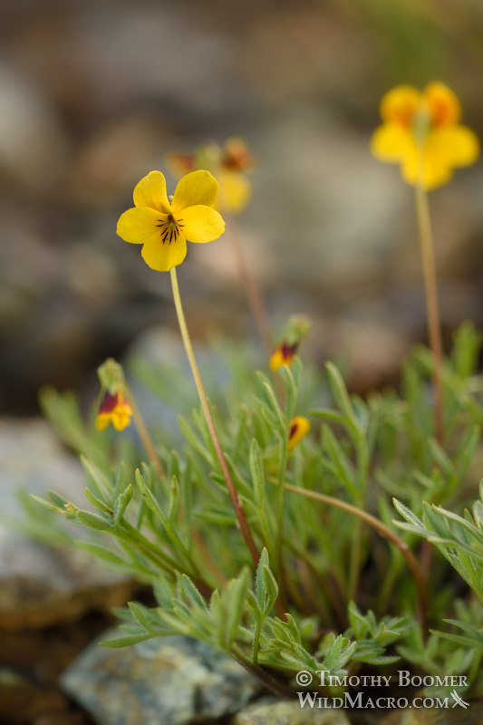 Douglas's golden violet (Viola douglasii).  Traverse Creek Botanical Special Interest Area, Eldorado National Forest, Sierra Nevada, El Dorado County, California, USA. Stock Photo ID=PLA0484