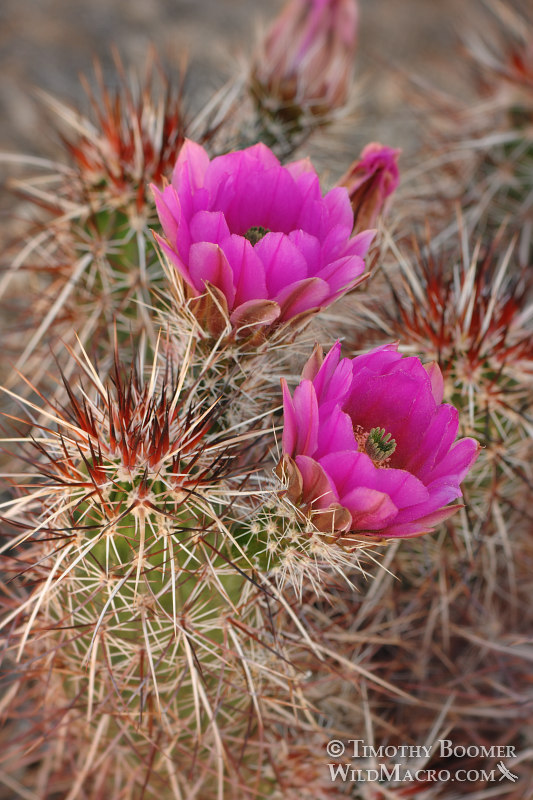 Engelmann's hedgehog cactus (Echinocereus engelmannii).  Joshua Tree National Park, California.  Stock Photo ID=PLA0324