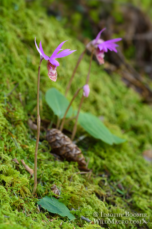 Western fairy slipper (Calypso bulbosa var. occidentalis). Mount Tamalpais State Park, Marin County, California, USA. Stock Photo ID=PLA0450 Western fairy slipper (Calypso bulbosa var. occidentalis). Mount Tamalpais State Park, Marin County, California, USA. Stock Photo ID=PLA0450
