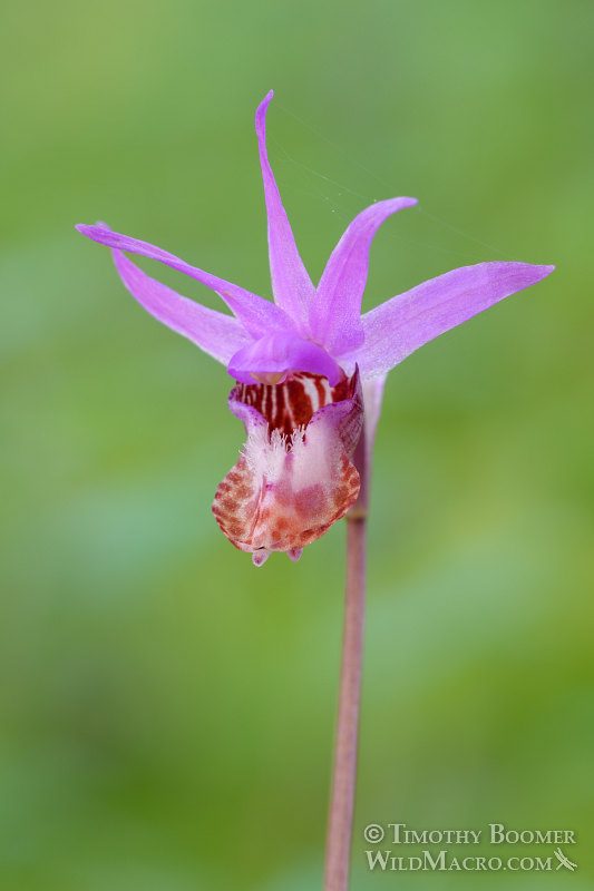 Western fairy slipper (Calypso bulbosa var. occidentalis). Mount Tamalpais State Park, Marin County, California, USA. Stock Photo ID=PLA0451 Western fairy slipper (Calypso bulbosa var. occidentalis). Mount Tamalpais State Park, Marin County, California, USA. Stock Photo ID=PLA0451