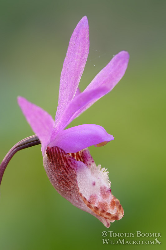 Western fairy slipper (Calypso bulbosa var. occidentalis). Mount Tamalpais State Park, Marin County, California, USA. Stock Photo ID=PLA0452 Western fairy slipper (Calypso bulbosa var. occidentalis). Mount Tamalpais State Park, Marin County, California, USA. Stock Photo ID=PLA0452