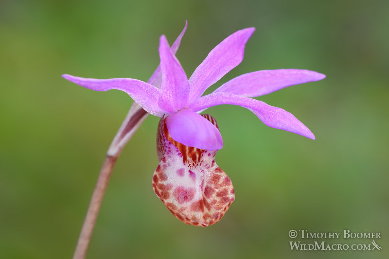 Western fairy slipper (Calypso bulbosa var. occidentalis). Mount Tamalpais State Park, Marin County, California, USA. Stock Photo ID=PLA0453 Western fairy slipper (Calypso bulbosa var. occidentalis). Mount Tamalpais State Park, Marin County, California, USA. Stock Photo ID=PLA0453