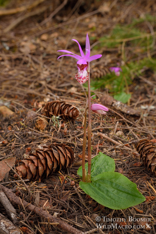 Western fairy slipper (Calypso bulbosa var. occidentalis). Mount Tamalpais State Park, Marin County, California, USA. Stock Photo ID=PLA0534 Western fairy slipper (Calypso bulbosa var. occidentalis). Mount Tamalpais State Park, Marin County, California, USA. Stock Photo ID=PLA0534