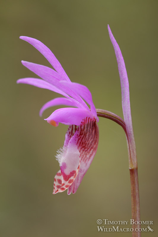 Western fairy slipper (Calypso bulbosa var. occidentalis). Mount Tamalpais State Park, Marin County, California, USA. Stock Photo ID=PLA0535 Western fairy slipper (Calypso bulbosa var. occidentalis). Mount Tamalpais State Park, Marin County, California, USA. Stock Photo ID=PLA0535