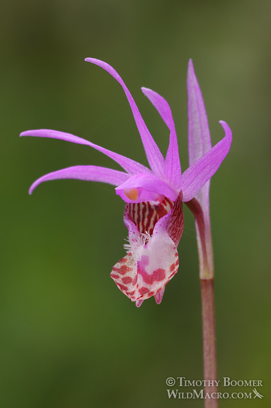 Western fairy slipper (Calypso bulbosa var. occidentalis), highly detailed wildflower portrait. Mount Tamalpais State Park, Marin County, California, USA. Stock Photo ID=PLA0536