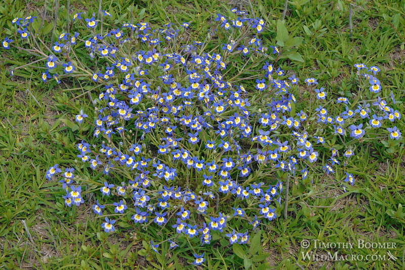 Flatface calicoflower (Downingia pulchella), a California native and endemic wildflower.  Yolo Bypass Wildlife Area, Yolo County, California.  Stock Photo ID=PLA0099