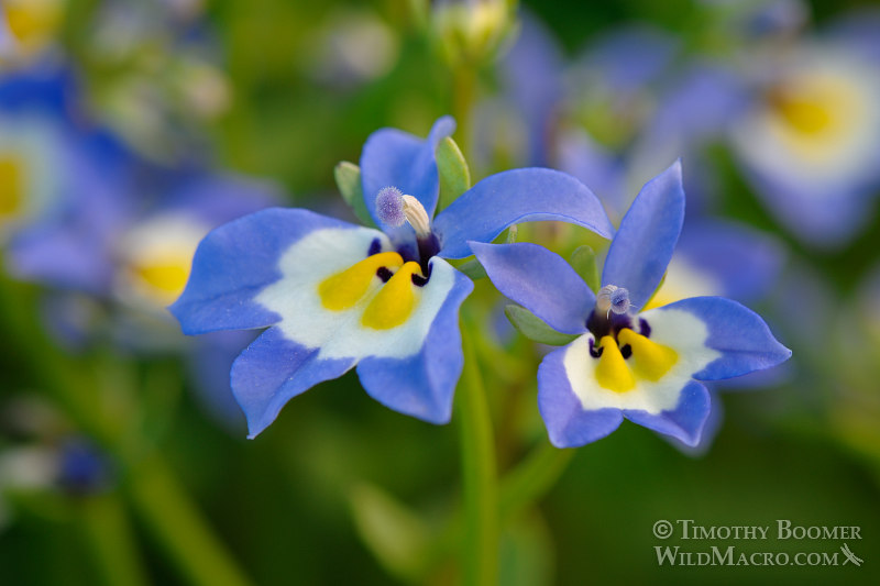 Flatface calicoflower (Downingia pulchella), a California native and endemic wildflower.  Yolo Bypass Wildlife Area, Yolo County, California.  Stock Photo ID=PLA0318