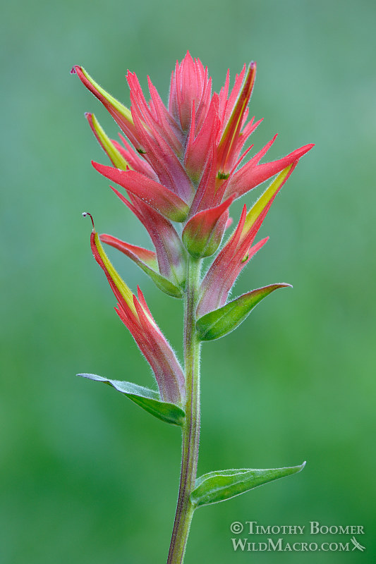 Giant red Indian paintbrush (Castilleja miniata ssp. miniata).  Carson Pass, Eldorado National Forest, Sierra Nevada, Alpine County, California.  Stock Photo ID=PLA0256