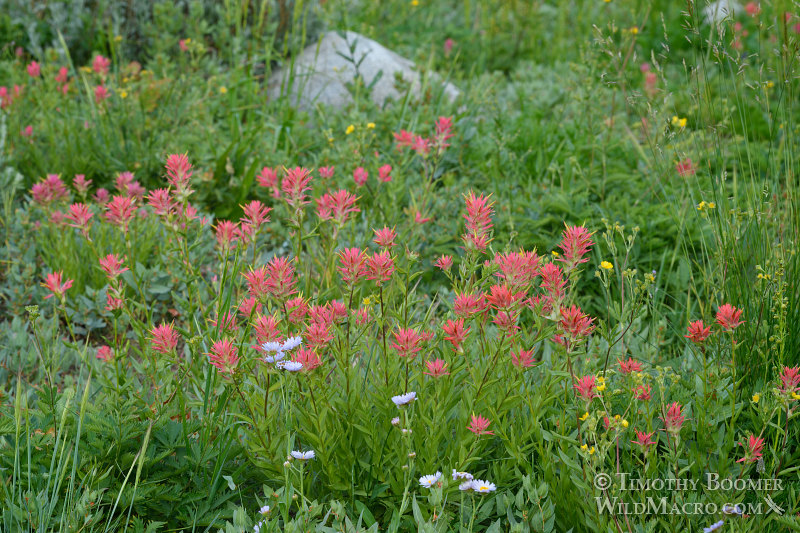 Giant red Indian paintbrush (Castilleja miniata ssp. miniata).  Carson Pass, Eldorado National Forest, Sierra Nevada, Alpine County, California.  Stock Photo ID=PLA0436