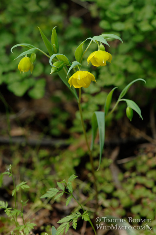 Golden fairy lantern (Calochortus amabilis), a California native and endemic wildflower. Stebbins Cold Canyon Reserve, Solano County, CA. Stock Photo ID=PLA0214 Golden fairy lantern (Calochortus amabilis), a California native and endemic wildflower. Stebbins Cold Canyon Reserve, Solano County, CA. Stock Photo ID=PLA0214
