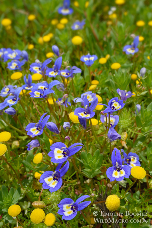 Harlequin calicoflower (Downingia insignis) and brass buttons (Cotula coronopifolia). Jepson Prairie Preserve, Solano County, California, USA. Stock Photo ID=PLA0492 Harlequin calicoflower (Downingia insignis) and brass buttons (Cotula coronopifolia). Jepson Prairie Preserve, Solano County, California, USA. Stock Photo ID=PLA0492