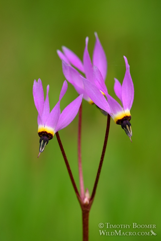 Henderson's shooting star (Primula hendersonii). Also known as mosquito bills, broad-leaved shooting star or sailor caps. Stebbins Cold Canyon Reserve, Solano County, CA. Stock Photo ID=PLA0332 Henderson's shooting star (Primula hendersonii). Also known as mosquito bills, broad-leaved shooting star or sailor caps. Stebbins Cold Canyon Reserve, Solano County, California. Stock Photo ID=PLA0332