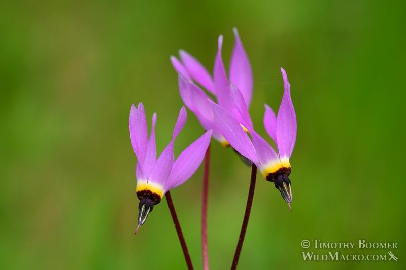 Henderson's shooting star (Primula hendersonii). Also known as mosquito bills, broad-leaved shooting star or sailor caps. Stebbins Cold Canyon Reserve, Solano County, CA. Stock Photo ID=PLA0332 Henderson's shooting star (Primula hendersonii). Also known as mosquito bills, broad-leaved shooting star or sailor caps. Stebbins Cold Canyon Reserve, Solano County, CA. Stock Photo ID=PLA0333