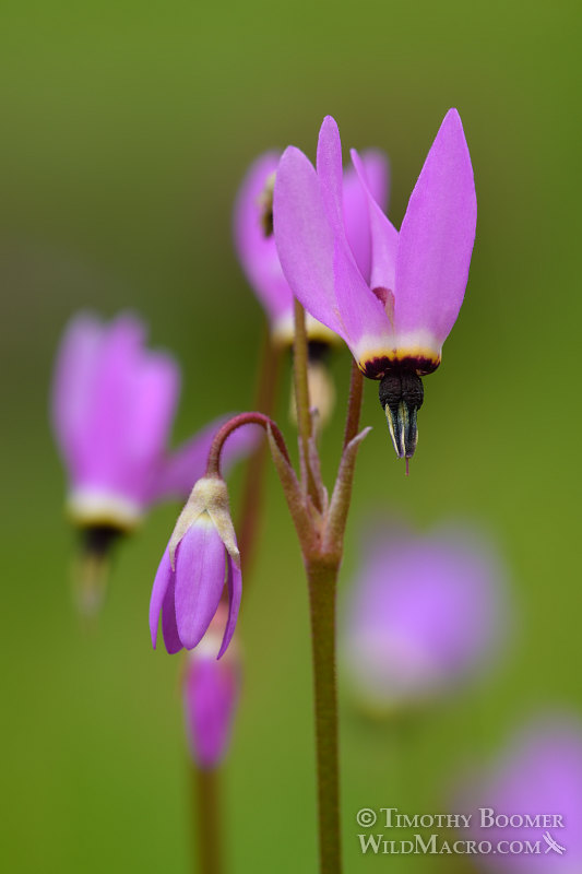 Henderson's shooting star (Primula hendersonii, formerly Dodecatheon hendersonii). Black Diamond Mines Regional Preserve, Antioch, Contra Costa County, California, USA. Stock Photo ID=PLA0449 Henderson's shooting star (Primula hendersonii, formerly Dodecatheon hendersonii). Black Diamond Mines Regional Preserve, Antioch, Contra Costa County, California, USA. Stock Photo ID=PLA0449