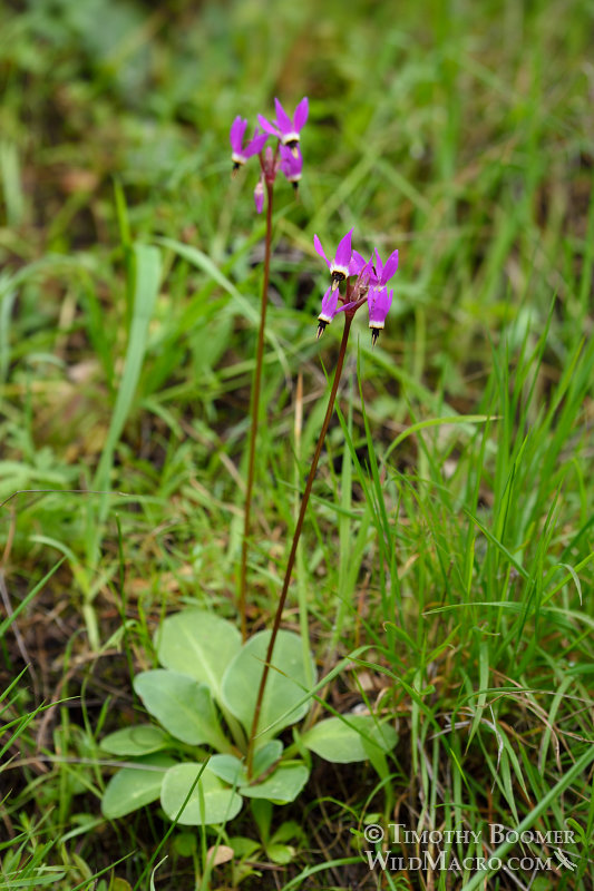 Henderson's shooting star (Primula hendersonii, formerly Dodecatheon hendersonii). Mount Tamalpais State Park, Marin County, California, USA. Stock Photo ID=PLA0458 Henderson's shooting star (Primula hendersonii, formerly Dodecatheon hendersonii). Mount Tamalpais State Park, Marin County, California, USA. Stock Photo ID=PLA0458