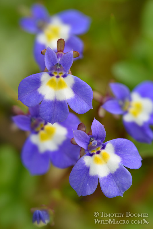 Hoover's calicoflower (Downingia bella).  Jepson Prairie Preserve, Solano County, California, USA.  Stock Photo ID=PLA0491