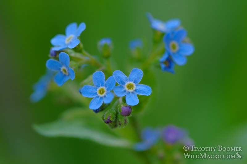 Jessica's stickseed (Hackelia micrantha).  Carson Pass, Eldorado National Forest, Sierra Nevada, Alpine County, California, USA.  Stock Photo ID=PLA0229