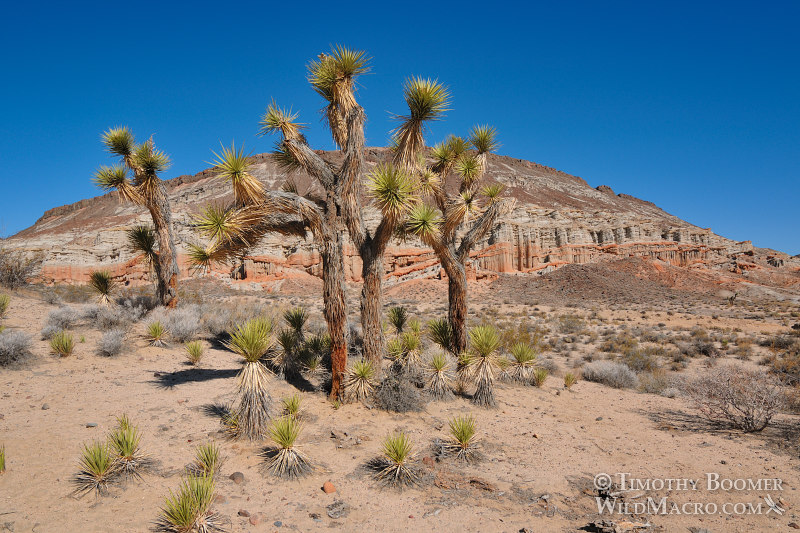 Joshua trees (Yucca brevifolia) emerge from the desert floor at Red Rock Canyon State Park. Kern County, Mojave Desert, California. Stock Photo ID=PLA0440 Joshua trees (Yucca brevifolia) emerge from the desert floor at Red Rock Canyon State Park. Kern County, Mojave Desert, California. Stock Photo ID=PLA0440