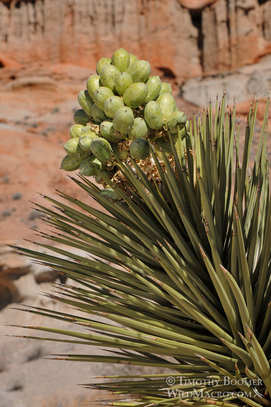 Joshua tree (Yucca brevifolia), close up of fruit and leaves. Red Rock Canyon State Park, Kern County, Mojave Desert, California. Stock Photo ID=PLA0442 Joshua tree (Yucca brevifolia), close up of fruit and leaves. Red Rock Canyon State Park, Kern County, Mojave Desert, California. Stock Photo ID=PLA0442