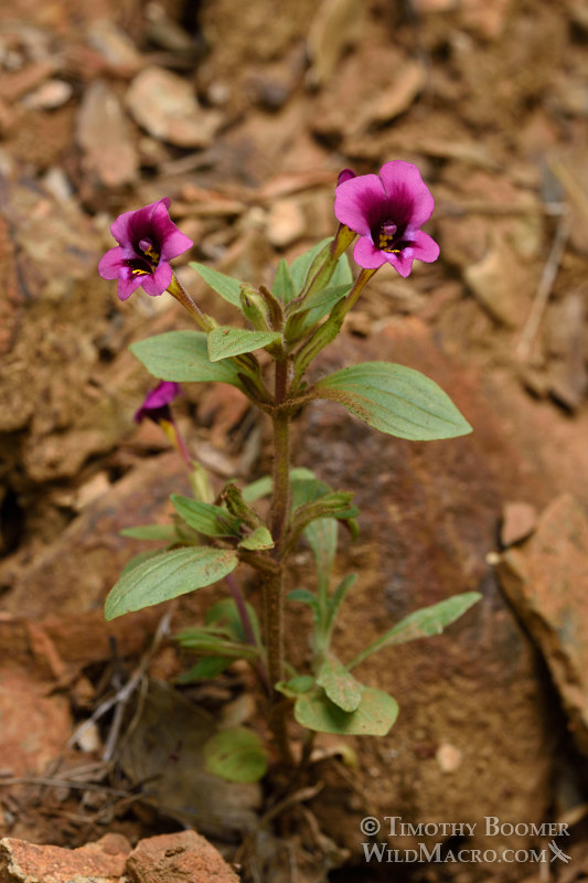 Kellogg's monkeyflower (Mimulus kelloggii). Tiger Creek, Amador County, CA. Stock Photo ID=PLA0358 Kellogg's monkeyflower (Mimulus kelloggii). Tiger Creek, Amador County, CA. Stock Photo ID=PLA0358