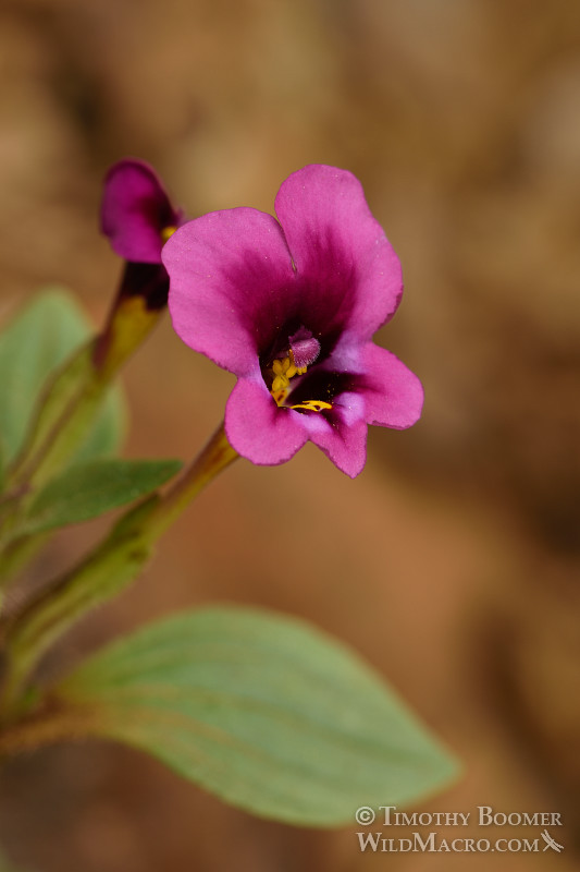 Kellogg's monkeyflower (Mimulus kelloggii). Tiger Creek, Amador County, CA. Stock Photo ID=PLA0359 Kellogg's monkeyflower (Mimulus kelloggii). Tiger Creek, Amador County, CA. Stock Photo ID=PLA0359