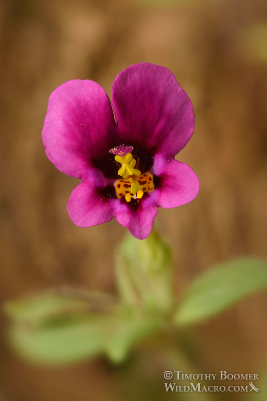 Kellogg's monkeyflower (Mimulus kelloggii). Tiger Creek, Amador County, CA. Stock Photo ID=PLA0496 Kellogg's monkeyflower (Mimulus kelloggii). Tiger Creek, Amador County, CA. Stock Photo ID=PLA0496