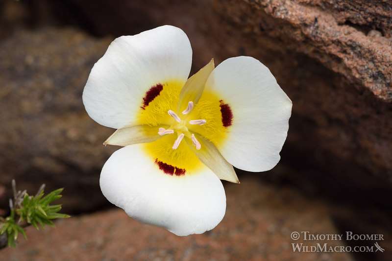 Leichtlin's mariposa lily (Calochortus leichtlinii). Eldorado National Forest, Sierra Nevada, Amador County, California. Stock Photo ID=PLA0397 Leichtlin's mariposa lily (Calochortus leichtlinii). Eldorado National Forest, Sierra Nevada, Amador County, California. Stock Photo ID=PLA0397