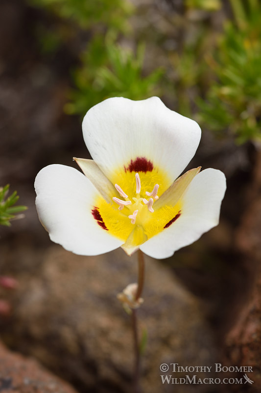 Leichtlin's mariposa lily (Calochortus leichtlinii). Eldorado National Forest, Sierra Nevada, Amador County, California. Stock Photo ID=PLA0398 Leichtlin's mariposa lily (Calochortus leichtlinii). Eldorado National Forest, Sierra Nevada, Amador County, California. Stock Photo ID=PLA0398