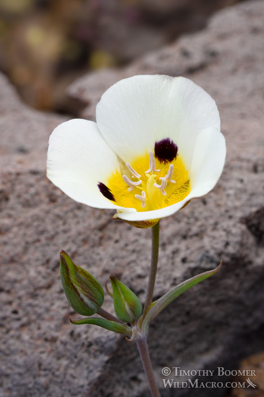 Leichtlin's mariposa lily (Calochortus leichtlinii). Eldorado National Forest, Sierra Nevada, Amador County, California. Stock Photo ID=PLA0399 Leichtlin's mariposa lily (Calochortus leichtlinii). Eldorado National Forest, Sierra Nevada, Amador County, California. Stock Photo ID=PLA0399