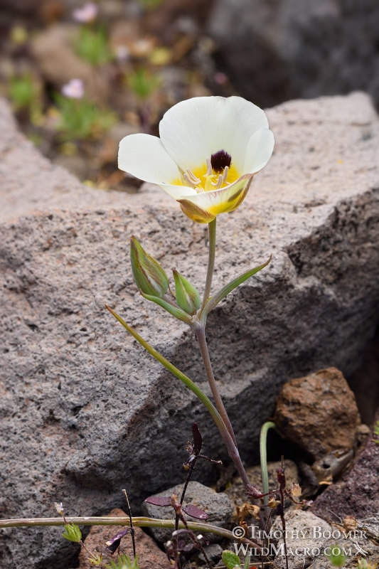 Leichtlin's mariposa lily (Calochortus leichtlinii). Eldorado National Forest, Sierra Nevada, Amador County, California. Stock Photo ID=PLA0400 Leichtlin's mariposa lily (Calochortus leichtlinii). Eldorado National Forest, Sierra Nevada, Amador County, California. Stock Photo ID=PLA0400