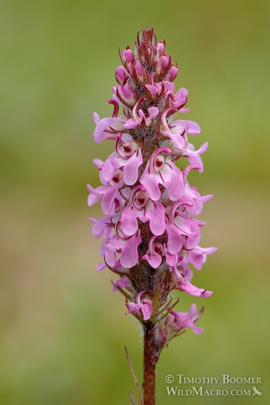Little elephant's head (Pedicularis attollens). Eldorado National Forest, Alpine County, CA. Stock Photo ID=PLA0162 Little elephant's head (Pedicularis attollens). Eldorado National Forest, Alpine County, CA. Stock Photo ID=PLA0162