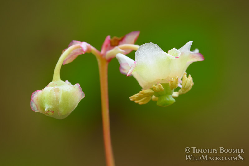 Little prince's pine (Chimaphila menziesii).  Butterfly Valley Botanical Area, Plumas National Forest, Plumas County, California, USA. Stock Photo ID=PLA0385