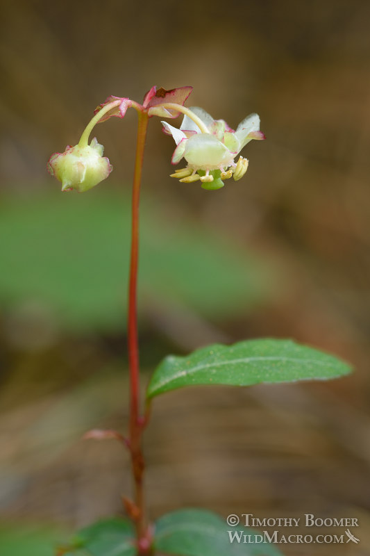 Little prince's pine (Chimaphila menziesii).  Butterfly Valley Botanical Area, Plumas National Forest, Plumas County, California, USA. Stock Photo ID=PLA0386