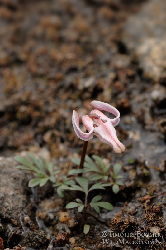 Longhorn steer's head (Dicentra uniflora) is one of the first wildflowers to bloom in the Sierra each spring and is commonly found near snowmelt.  Eldorado National Forest, El Dorado County, CA. Stock Photo ID=PLA0110