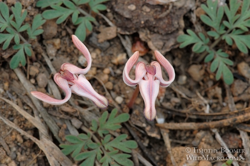 Longhorn steer's head (Dicentra uniflora) is one of the first wildflowers to bloom in the Sierra each spring and is commonly found near snowmelt. Eldorado National Forest, Alpine County, CA. Stock Photo ID=PLA0118 Longhorn steer's head (Dicentra uniflora) is one of the first wildflowers to bloom in the Sierra each spring and is commonly found near snowmelt. Eldorado National Forest, Alpine County, CA. Stock Photo ID=PLA0118