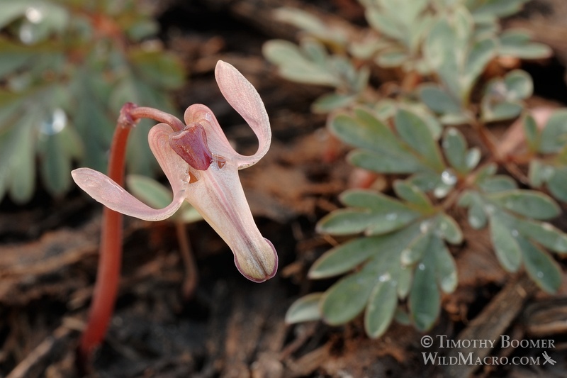 Longhorn steer's head (Dicentra uniflora) is one of the first wildflowers to bloom in the Sierra each spring and is commonly found near snowmelt.  Eldorado National Forest, Alpine County, CA. Stock Photo ID=PLA0235