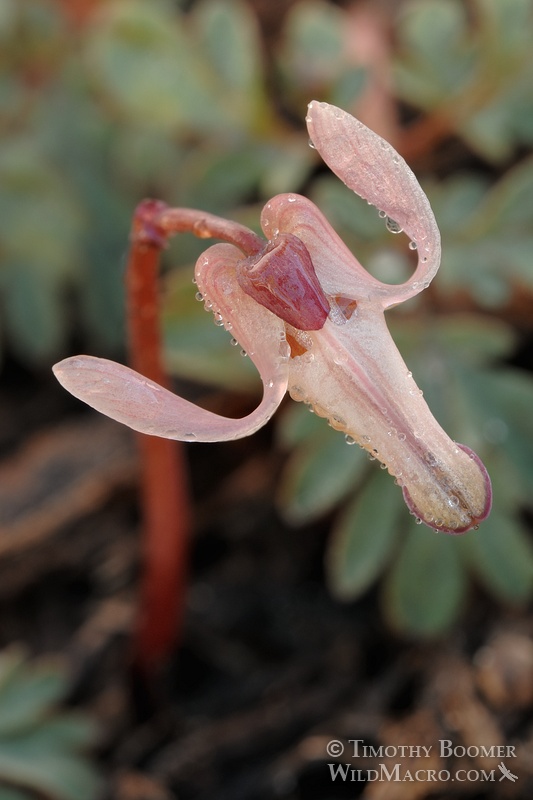 Longhorn steer's head (Dicentra uniflora) is one of the first wildflowers to bloom in the Sierra each spring and is commonly found near snowmelt.  Eldorado National Forest, Alpine County, CA. Stock Photo ID=PLA0236