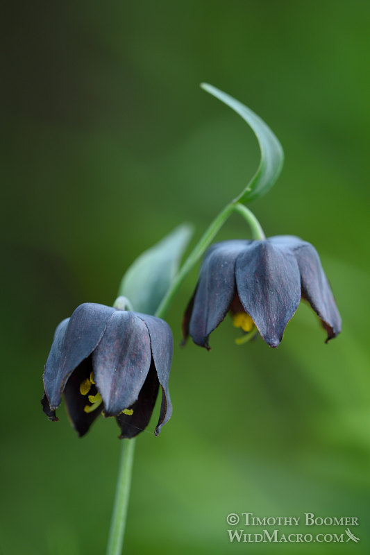 Marin checker lily (Fritillaria lanceolata var. tristulis).  Homestead Valley Land Trust, Marin County, California, USA. Stock Photo ID=PLA0470