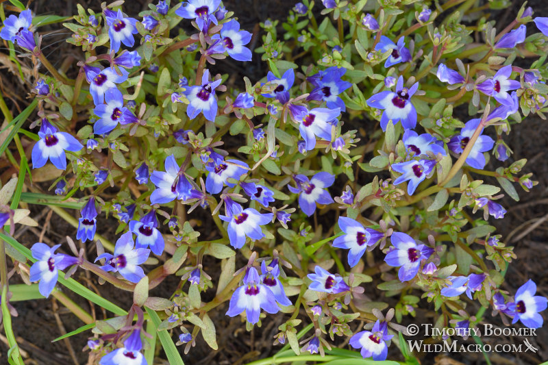 Maroonspot calicoflower (Downingia concolor var. concolor).  Jepson Prairie Preserve, Solano County, California, USA.  Stock Photo ID=PLA0488