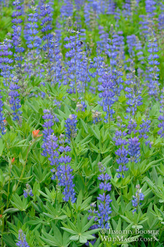 Meadow lupine (Lupinus polyphyllus var. burkei). Carson Pass, Eldorado National Forest, Sierra Nevada, Alpine County, California, USA. Stock Photo ID=PLA0149