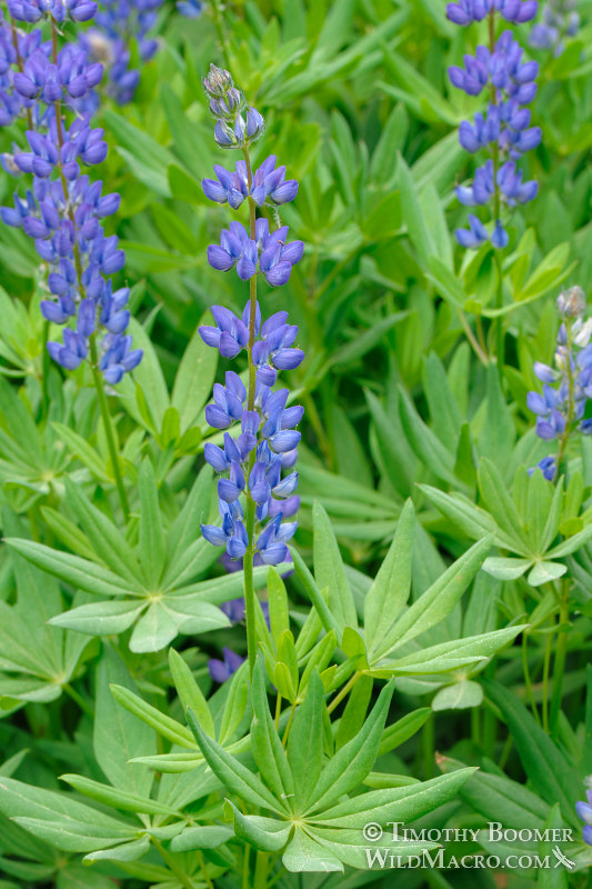 Meadow lupine (Lupinus polyphyllus var. burkei). Carson Pass, Eldorado National Forest, Sierra Nevada, Alpine County, California, USA. Stock Photo ID=PLA0151